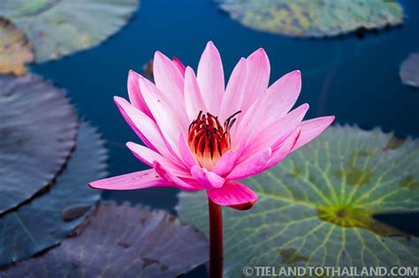 Red Lotus Sea In Udon Thani Thailand Tieland To Thailand