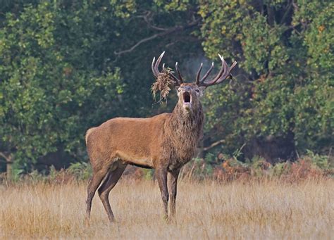 Anthony Miners Wildlife Photos Red Deer Rut