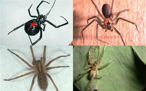 If you do see the spider, it will be shiny and black (in the united states that is, but brown in most other. Black Widow Bite - Causes Symptoms Treatments & Important ...