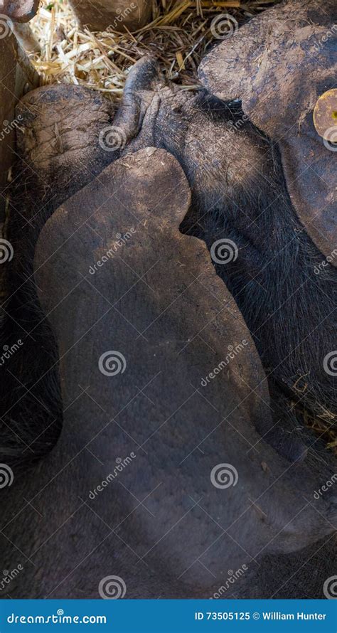 Two Very Large Pigs On Hay Stock Image Image Of Piglet 73505125