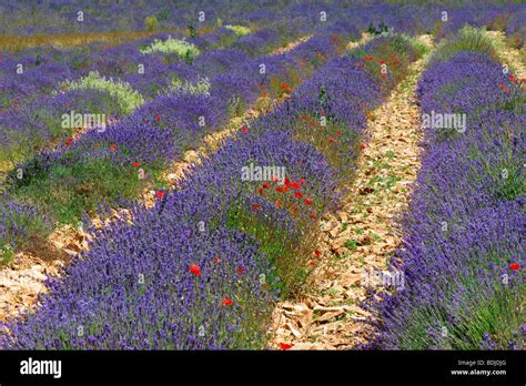 Close Up Of Lavender Field Sault Provence France Stock Photo Alamy