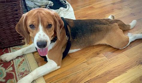 How To Adopt One Of The 4000 Beagles Rescued From A Virginia Breeding