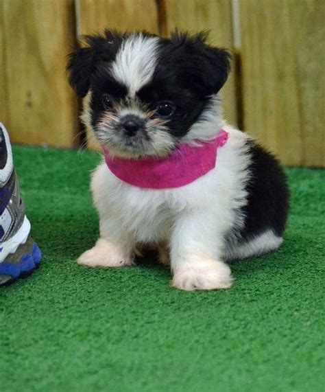 Our puppies come with all shots to include deworming and bordatella. Shih Tzu Puppies For Sale | Grand Rapids, MI #259205