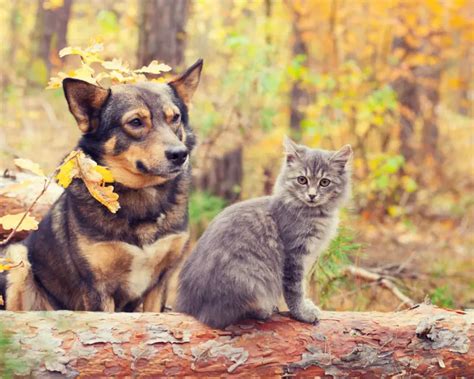 Cuento Infantil El Perro Y El Gato Etapa Infantil