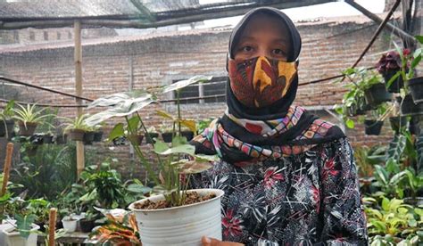 Lagi Hits, Tanaman Keladi di Kembar Florist Dijual Mulai ...