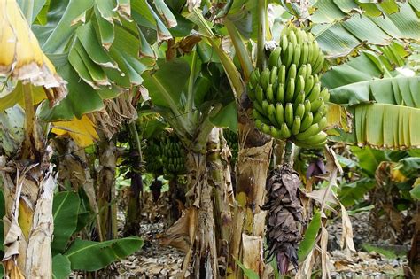 Biodegradable And Moisture Rich Banana Stems Are Great For Growing Veggies