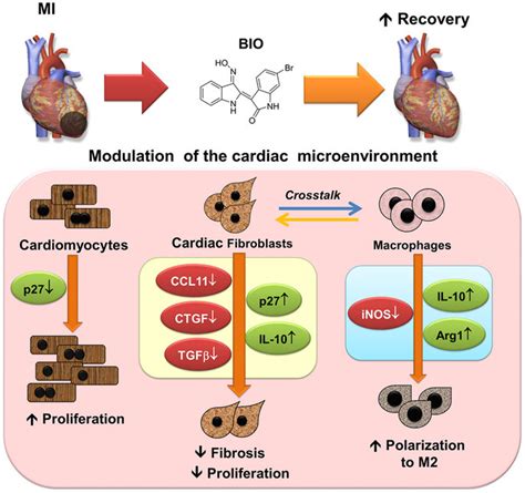 Bio Modulates Multiple Aspects Of The Cardiac Microenvironment To