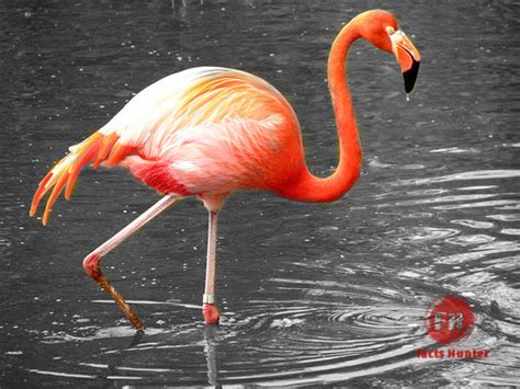 Birds Lifestyle Caribbean Flamingo National Bird Of Bahamas
