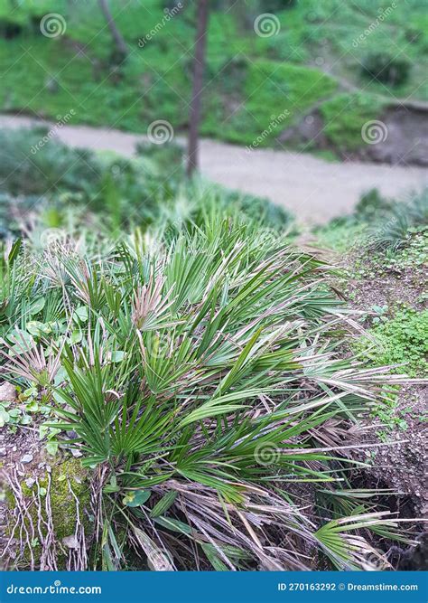 Discover the Breathtaking Beauty of Wild Palm Trees in Their Stunning