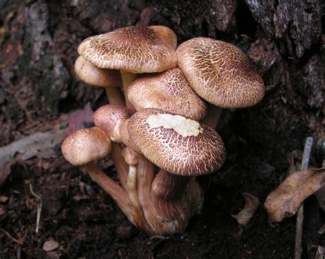 Gymnopilus Sp Mushroom Hunting And Identification Shroomery