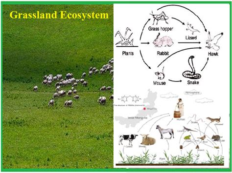 Grassland Ecosystem Components Structure And Economic Importance