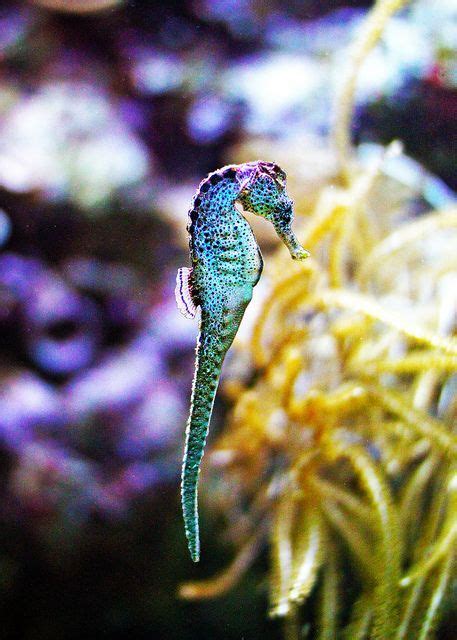 Seahorse Ocean Animals Ocean Creatures Beautiful Sea Creatures