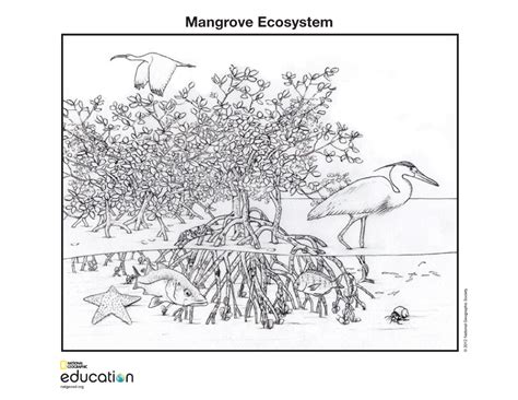 Mangrove Coloringpage National Geographic Education Blog