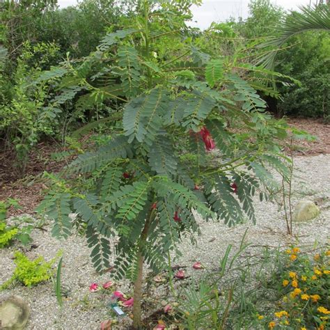 Humming Bird Tree Plants Bird Tree Tree