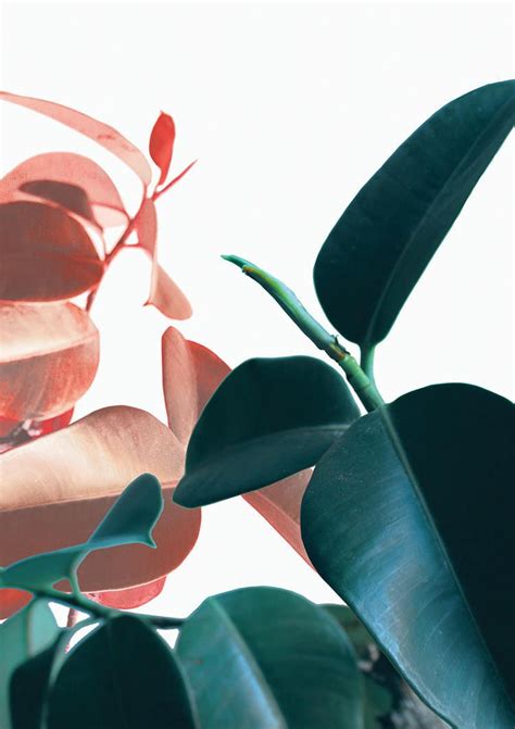 Maybe you would like to learn more about one of these? Plant Prints, Printable Wall Art, Botanical Art, Tropical ...