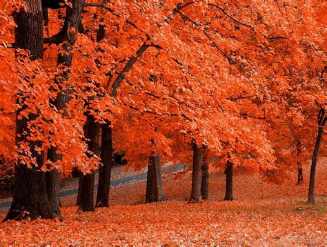 Vineyards In Autumn House Road Fall Vineyard Forest Colorful