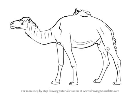 How To Draw A Dromedary Camel Other Animals Step By Step