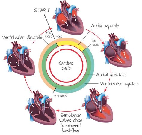 The Complete Guide To Understanding The Cardiac Cycle A Labeled Diagram