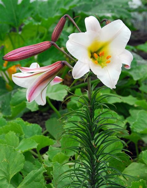 Lily Lilium Trumpet Regale Trumpet Lilies Gee Tee Bulbs