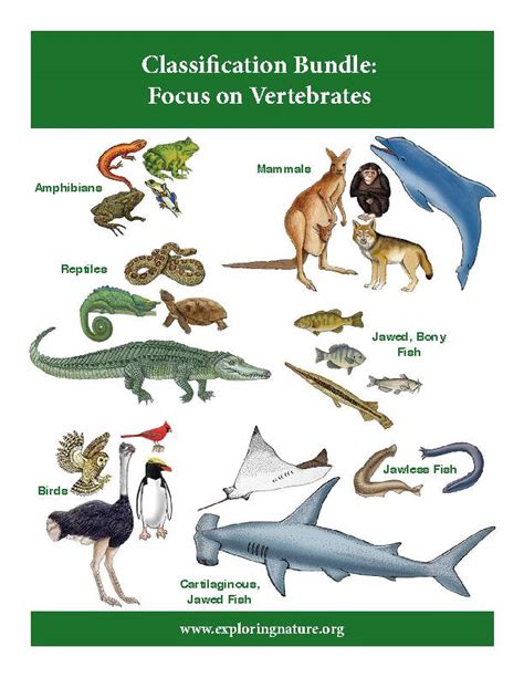 Classification of Vertebrates- Mammals, Birds, Amphibians, Reptiles