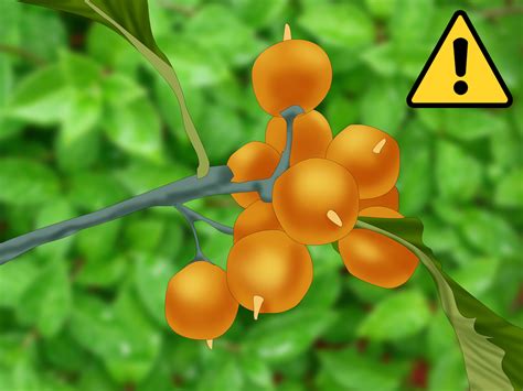 2 Best Ways To Identify Common Poisonous Berries In North America