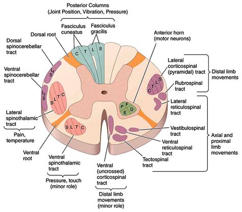 We did not find results for: Transverse Section Anatomy - Anatomy Drawing Diagram