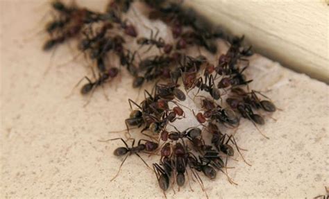 Had bed bugs once in my chair (called in the exterminator, pestmasters, once) and 2 months back i called the same exterminator because i had bed anyway does anyone know a better pest control company for this problem? O'Connor Pest Control Company in Visalia, CA
