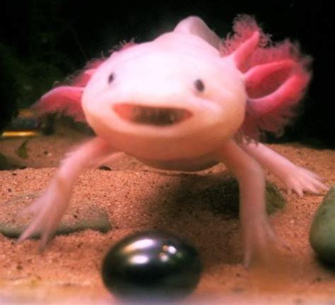 Axolotl Beaches Smiling Fish Pinterest The Ojays Animals