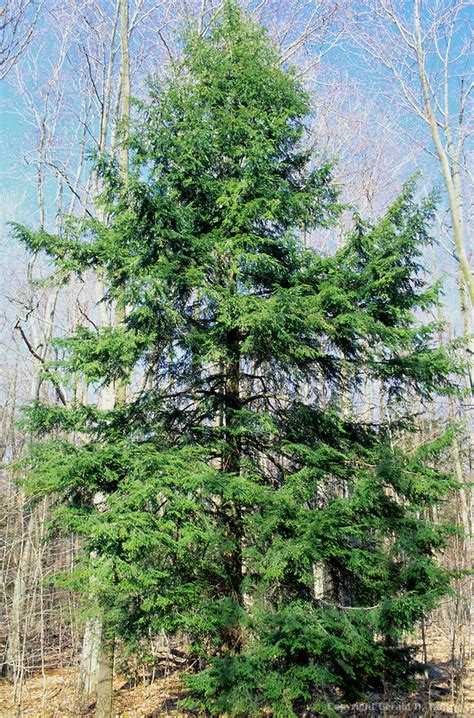 Eastern Hemlock Canadian Hemlock Coniferous Forest