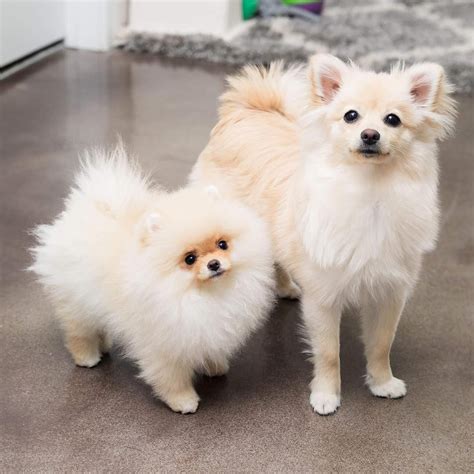 Ig Blondepomeranians Two Cream Pomeranian Puppies Pomeranian Puppy