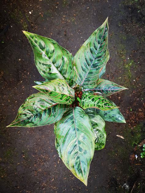 Who said all your plants had to be green? Ag. Red Army | Tropical house plants, Tropical garden, Tropical plants