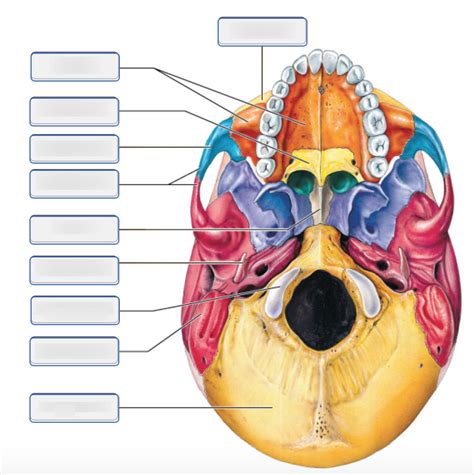 Bones Of The Adult Skull Inferior View Part 1 Diagram Quizlet