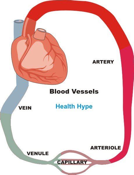 There are 37 artery diagram for sale on etsy, and they cost 30,26 $ on average. Blood Vessels (Artery, Vein) Structure, Function, Inflammation | Healthhype.com