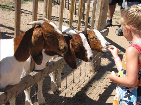 Happy World Farm Animal Day! Today is all about those amazing animals