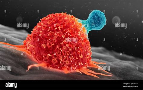 T Cell Attacking Cancer Cell Illustration Stock Photo Alamy