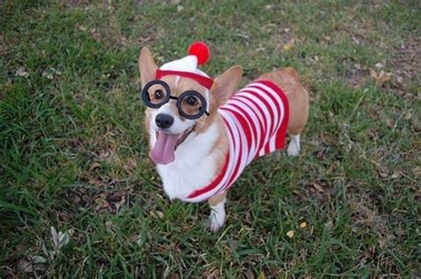 Corgis In Costumes 90 Pics