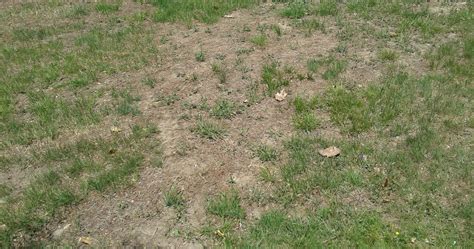 Have you started noticing bare or brown spots throughout your lawn? Bare Spots in Lawn | Reder Landscaping - Landscape Design ...