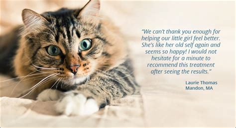 Feline Hyperthyroidism Treatment Thyro Cat Hyperthyroid Centers