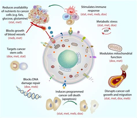 The Care Metabolic Protocol Synergic Combination Of Target Metabolic