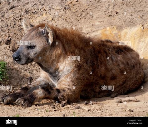 Hyena Resting Sitting Stock Photo Alamy