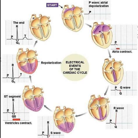 Doctordconline “the Cardiac Cycle Refers To The Sequence Of Mechanical