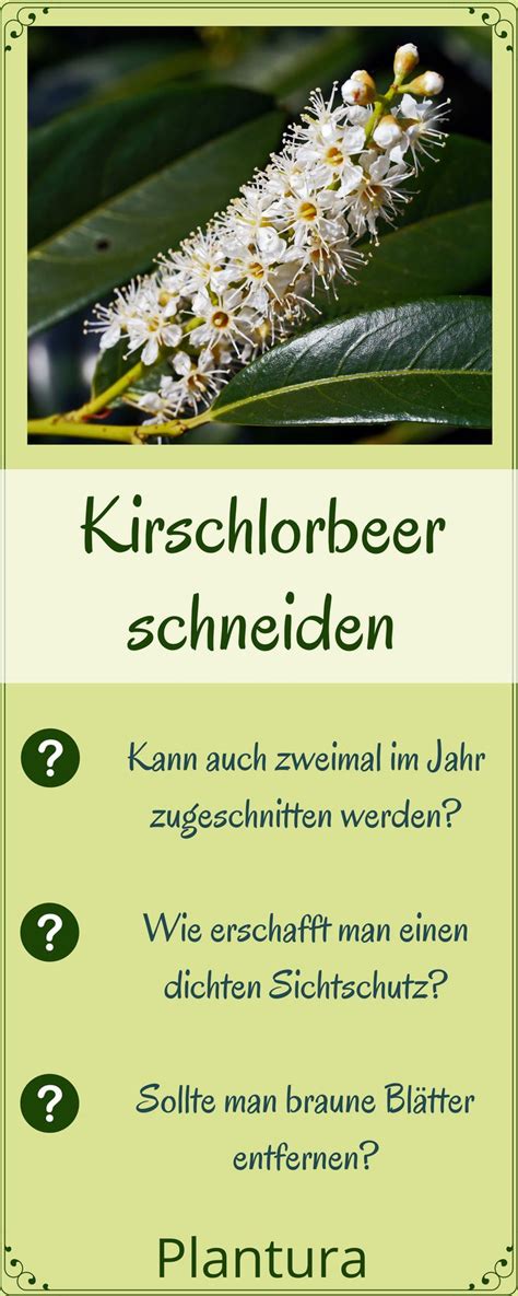 Der erste schnitt dient dazu, ihn zu pflegen. Kirschlorbeer schneiden: Wann & wie erfolgt der ...