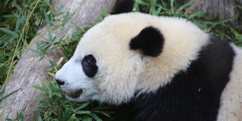Bei Bei The Zoos ‘baby Panda Is Growing Up The Washington Post