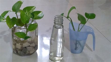 How To Grow Money Plant In Water For Beginnersgardening Moneyplant