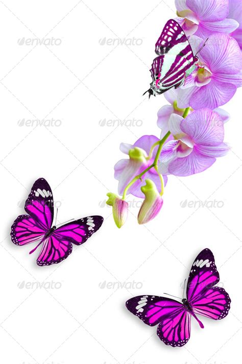 Animated Flowers And Butterflies Stock Photos And Graphics