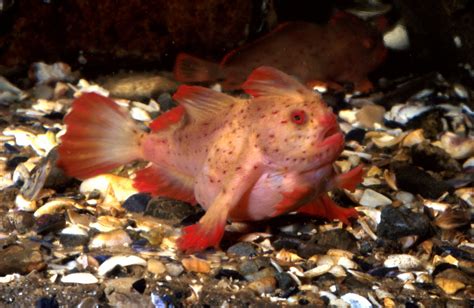Red Handfish New Population Of Worlds Rarest Fish Discovered By Accident