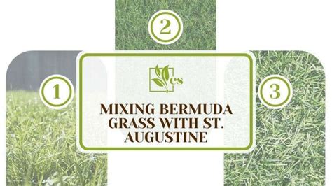 Mixing Bermuda Grass With St Augustine Amazing How To Guide
