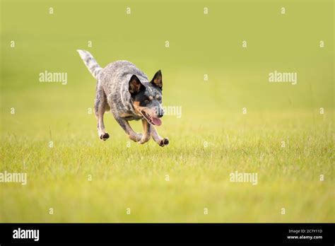 Australian Cattle Dog Running Hi Res Stock Photography And Images Alamy