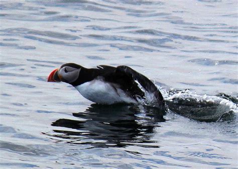 Puffin Watching In Maine