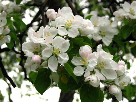 Malus Domestica Apple Apples North Carolina Extension Gardener